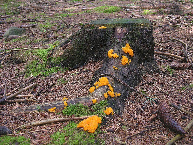 su Pinus pinea